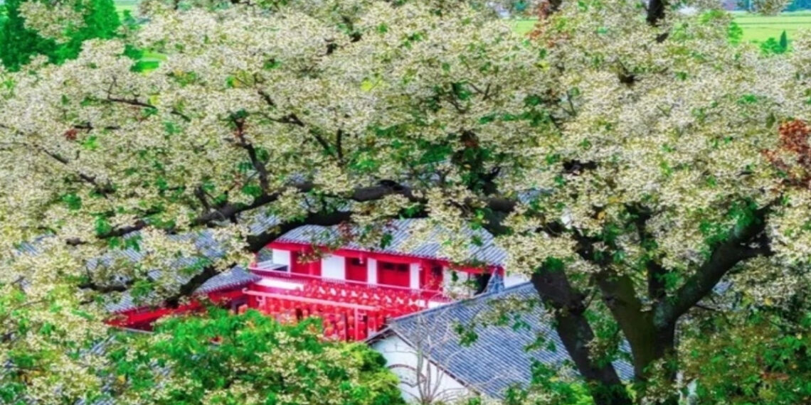 du khach nuom nuop ngam cay 1 707.jpg