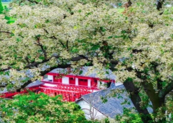 du khach nuom nuop ngam cay 1 707.jpg