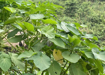 duoc vi nhu la kim cuong loai cay gia vi quen thuoc ho tro giam dau da day 608.jpeg