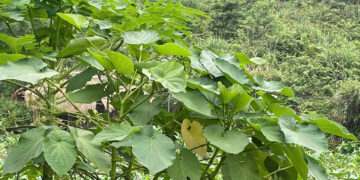 duoc vi nhu la kim cuong loai cay gia vi quen thuoc ho tro giam dau da day 608.jpeg