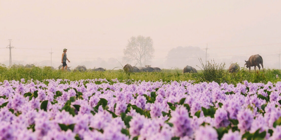 Hoa lục bình ở ngoại ô Hà Nội nở rộ, khách đi 16km tới chụp ảnh, đón hoàng hôn hoa luc binh o ngoai o ha noi no ro khach di 16km toi chup anh don hoang hon 2148.jpg