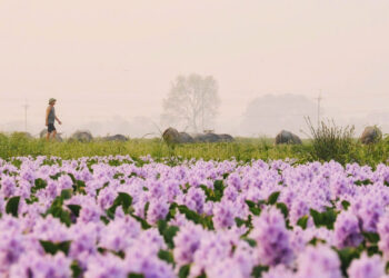 Hoa lục bình ở ngoại ô Hà Nội nở rộ, khách đi 16km tới chụp ảnh, đón hoàng hôn hoa luc binh o ngoai o ha noi no ro khach di 16km toi chup anh don hoang hon 2148.jpg