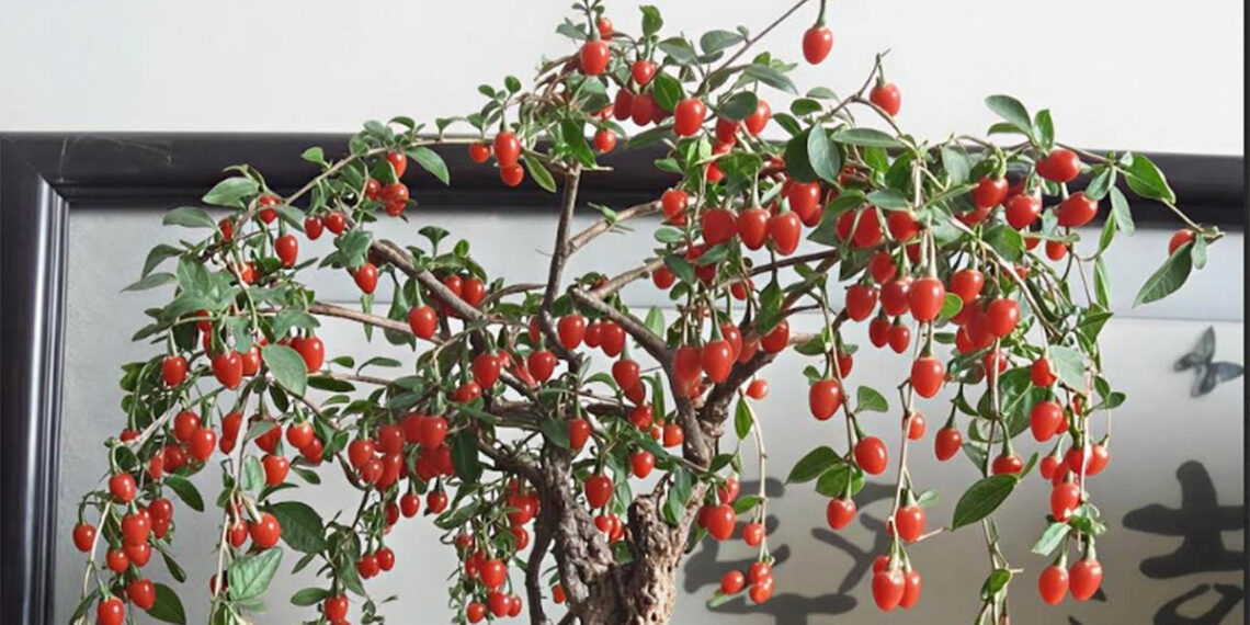 Loại cây '3 trong 1' vừa làm bonsai, vừa cho quả đỏ như ngọc loai cay 3 trong 1 vua lam bonsai vua cho qua do nhu ngoc 2312.jpg