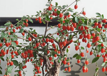 Loại cây '3 trong 1' vừa làm bonsai, vừa cho quả đỏ như ngọc loai cay 3 trong 1 vua lam bonsai vua cho qua do nhu ngoc 2312.jpg