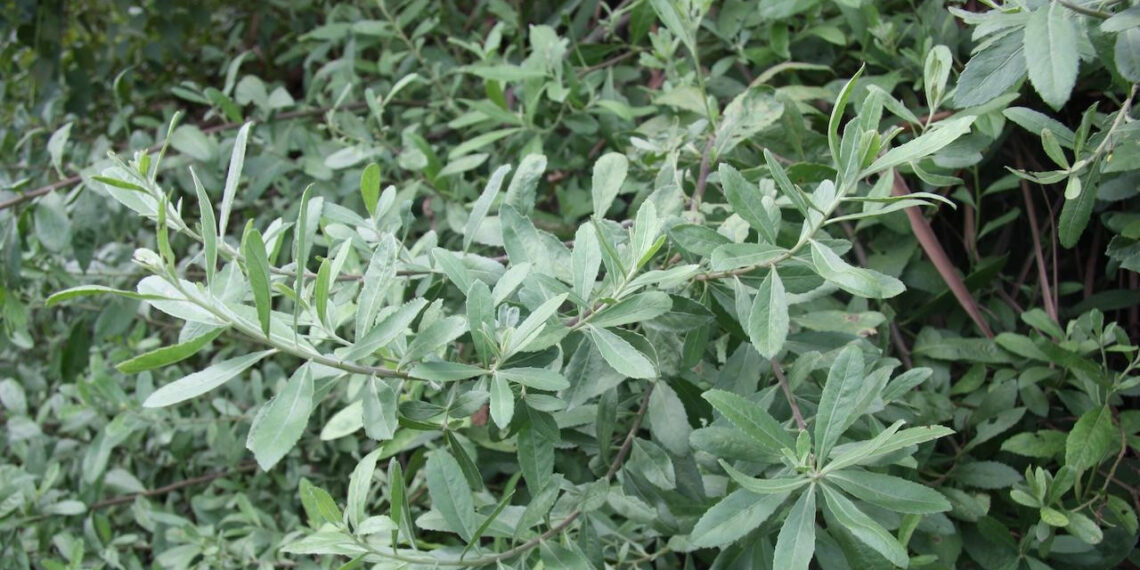 loai cay moc bo rao ho tro danh tan soi than 940.jpeg