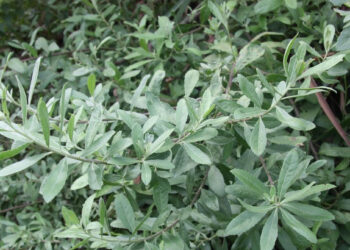 Loại cây mọc bờ rào hỗ trợ ‘đánh tan’ sỏi thận loai cay moc bo rao ho tro danh tan soi than 940.jpeg