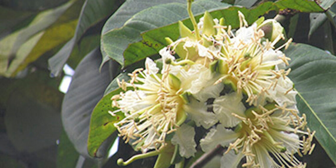 loai cay moc day ven suoi ho tro chua tieu buot tieu rat 2306.jpg