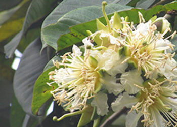 loai cay moc day ven suoi ho tro chua tieu buot tieu rat 2306.jpg