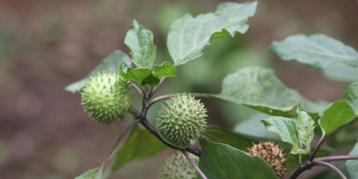 loai cay moc hoang da chua dau da day cuc hieu qua 2859.jpeg