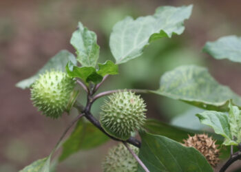 loai cay moc hoang da chua dau da day cuc hieu qua 2859.jpeg