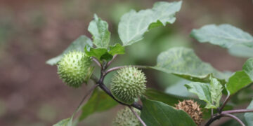 loai cay moc hoang da chua dau da day cuc hieu qua 2859.jpeg