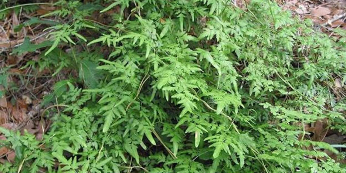 Loại cây mọc hoang hỗ trợ tiêu tan sỏi thận loai cay moc hoang ho tro tieu tan soi than 1397.jpeg