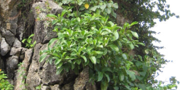 loai cay moc hoang pha di khong het la tro thu chua benh kho noi cua quy ong 2845.jpeg