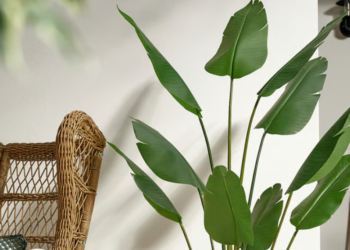 loai cay nhu la chan xanh mang tai loc vao nha vua dep sang vua de trong 3671.png