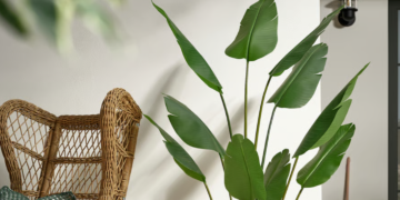 loai cay nhu la chan xanh mang tai loc vao nha vua dep sang vua de trong 3671.png