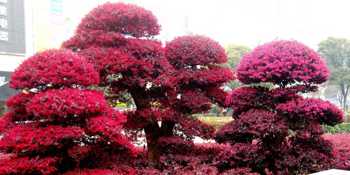 loai cay no nhu phao hoa sac do tim mang y nghia sinh soi thinh vuong 558.jpg