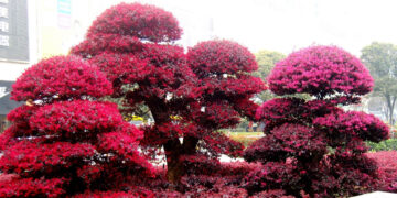 loai cay no nhu phao hoa sac do tim mang y nghia sinh soi thinh vuong 558.jpg