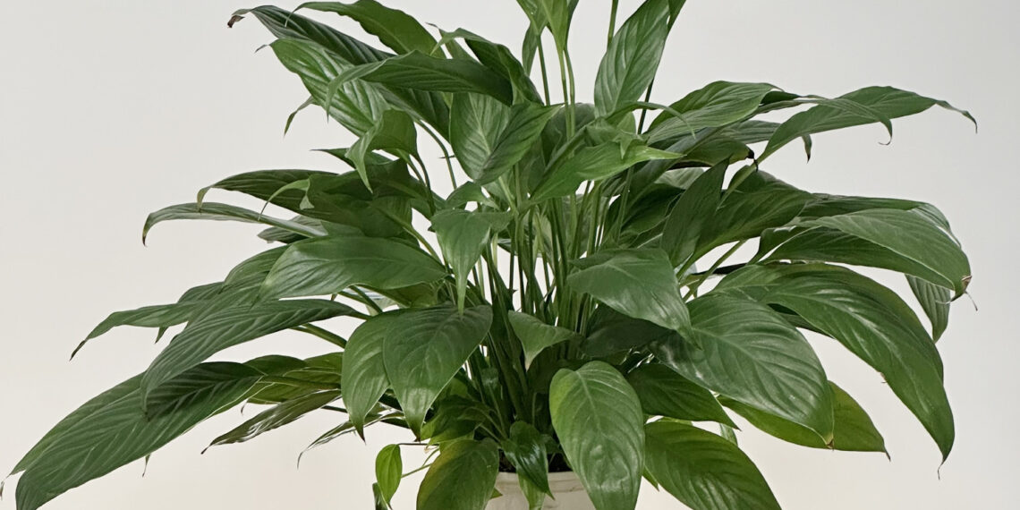 Loại cây phổ biến có thể làm sạch tới 90% không khí chỉ trong 24 giờ loai cay pho bien co the lam sach toi 90 khong khi chi trong 24 gio 2601.jpg