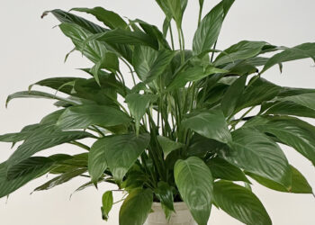 loai cay pho bien co the lam sach toi 90 khong khi chi trong 24 gio 2601.jpg