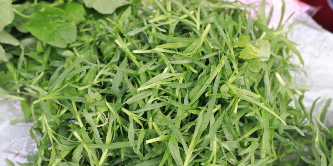 Loại cỏ mọc hoang cực kỳ mát gan, lợi tiểu loai co moc hoang cuc ky mat gan loi tieu 1870.jpeg