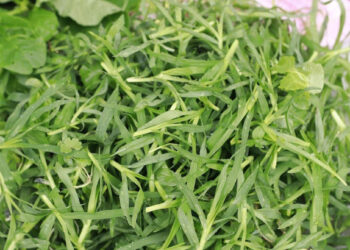 Loại cỏ mọc hoang cực kỳ mát gan, lợi tiểu loai co moc hoang cuc ky mat gan loi tieu 1870.jpeg