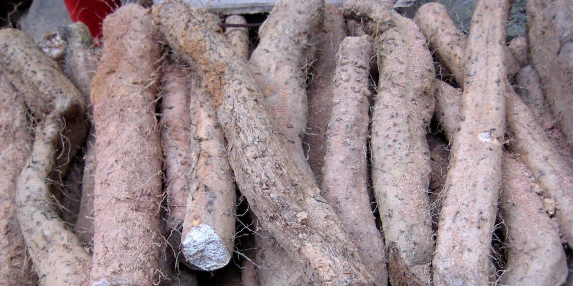 loai cu dac san chua huong ho tro tieu hoa 2 nhom nguoi can than trong 2407.jpeg