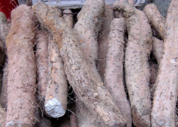 loai cu dac san chua huong ho tro tieu hoa 2 nhom nguoi can than trong 2407.jpeg