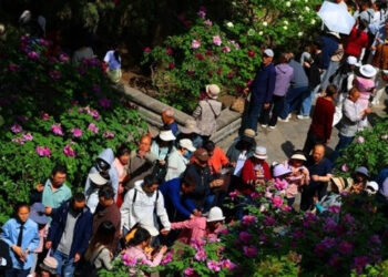 loai hoa hon 400 nam tuoi bung no ruc ro gay sot mang xa hoi 1322.jpg