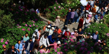 loai hoa hon 400 nam tuoi bung no ruc ro gay sot mang xa hoi 1322.jpg