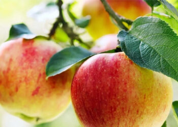 Loại quả ăn mỗi ngày giảm mỡ máu, tốt cho tim mạch loai qua an moi ngay giam mo mau tot cho tim mach 3078.jpg