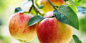 loai qua an moi ngay giam mo mau tot cho tim mach 3078.jpg