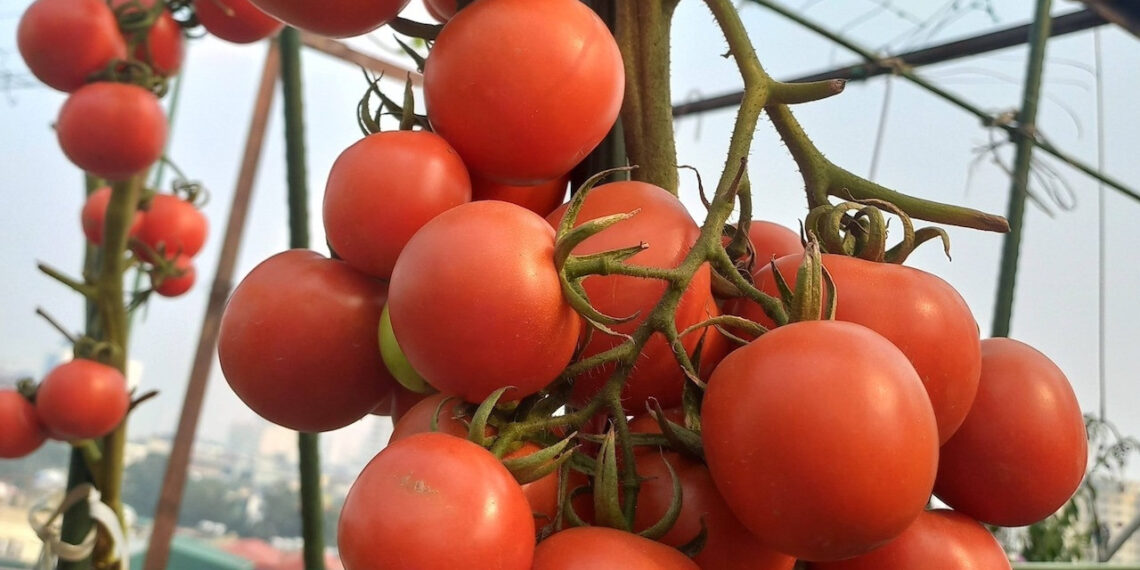 loai qua re tien ban day cho la chan tu nhien phong dot quy 1313.jpg