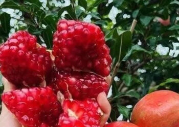 loai qua vi ngot nhung nguoi mac benh tieu duong van an duoc 721.jpg