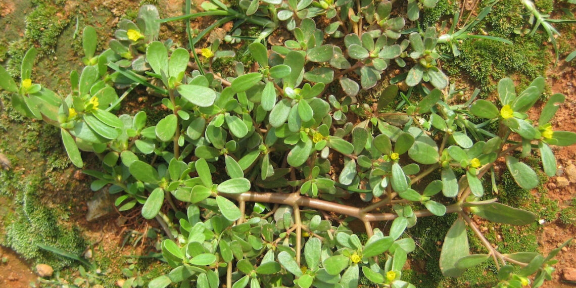 loai rau moc dai khap vuon ho tro dao thai soi than 1507.jpeg