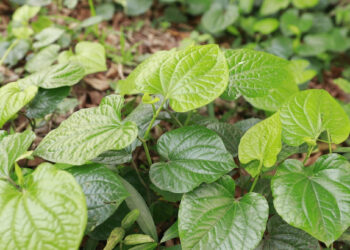 loai rau moc hoang khong the thieu trong mon chuoi dau la khac tinh mo hoi tay 2819.jpeg