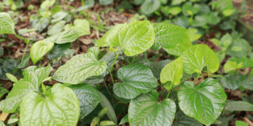 loai rau moc hoang khong the thieu trong mon chuoi dau la khac tinh mo hoi tay 2819.jpeg