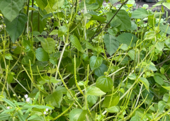 loai rau moc hoang tro thanh dac san tot cho nguoi bi benh tim mach tieu duong 1178.png