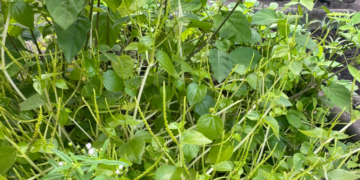 loai rau moc hoang tro thanh dac san tot cho nguoi bi benh tim mach tieu duong 1178.png