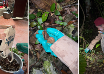 Lộc trời ở Lạng Sơn xuất hiện vào buổi tối, khách băng rừng, rọi đèn đi săn loc troi o lang son xuat hien vao buoi toi khach bang rung roi den di san 2056.png