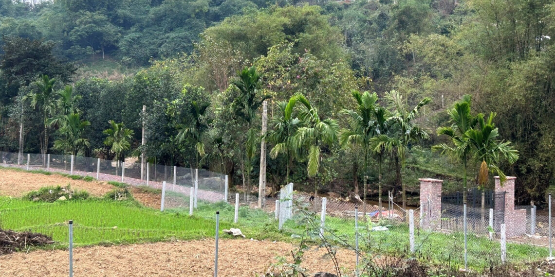 mua dat nam 1998 co phieu thu lam so do co duoc tru tien da nop 2954.jpg