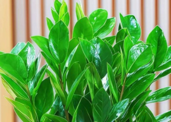 nguoi menh kim dat 4 cay nay trong nha vua dep sang vua kich hoat tai loc 1443.png