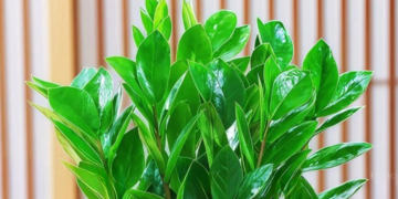 nguoi menh kim dat 4 cay nay trong nha vua dep sang vua kich hoat tai loc 1443.png