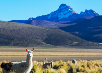 nhung quoc gia mien visa cho cong dan viet nam nam 2026 2772.png