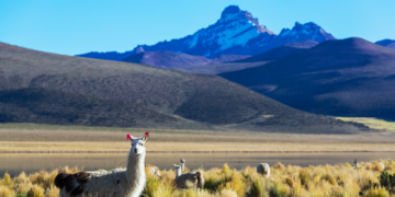 nhung quoc gia mien visa cho cong dan viet nam nam 2026 2772.png