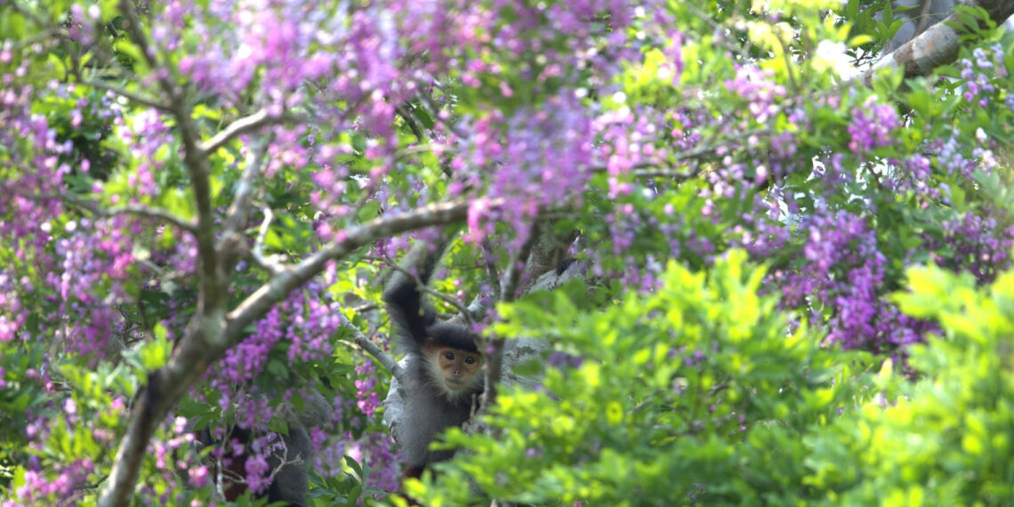 sac tim hoa than mat phu kin ban dao son tra hut khach check in 1166.jpg