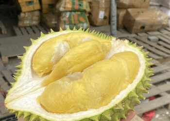 sau rieng giau nang luong nhung 4 nhom nguoi khong nen an 1483.jpg