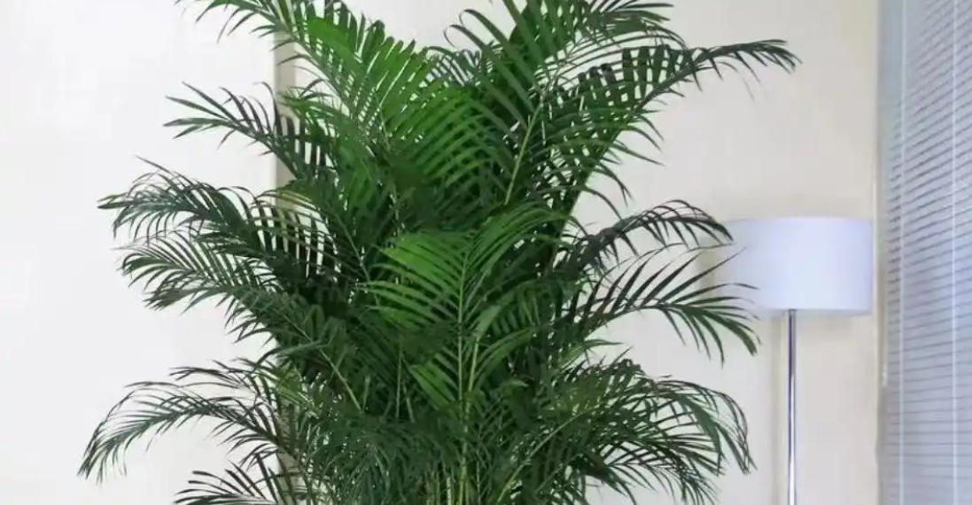 Trồng 4 loại cây này trong phòng khách với niềm tin tài lộc dồi dào trong 4 loai cay nay trong phong khach voi niem tin tai loc doi dao 2901.png