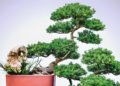 4 loai cay duoc nhieu nguoi tin rang giup giam thi phi tao nang luong tich cuc 397.png