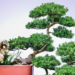 4 loai cay duoc nhieu nguoi tin rang giup giam thi phi tao nang luong tich cuc 397.png
