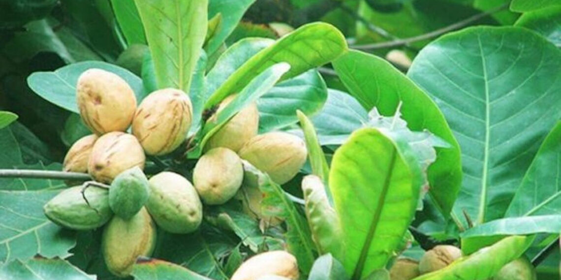cay bong mat quen thuoc la kho bau chat khang khuan tieu viem 2273.jpg